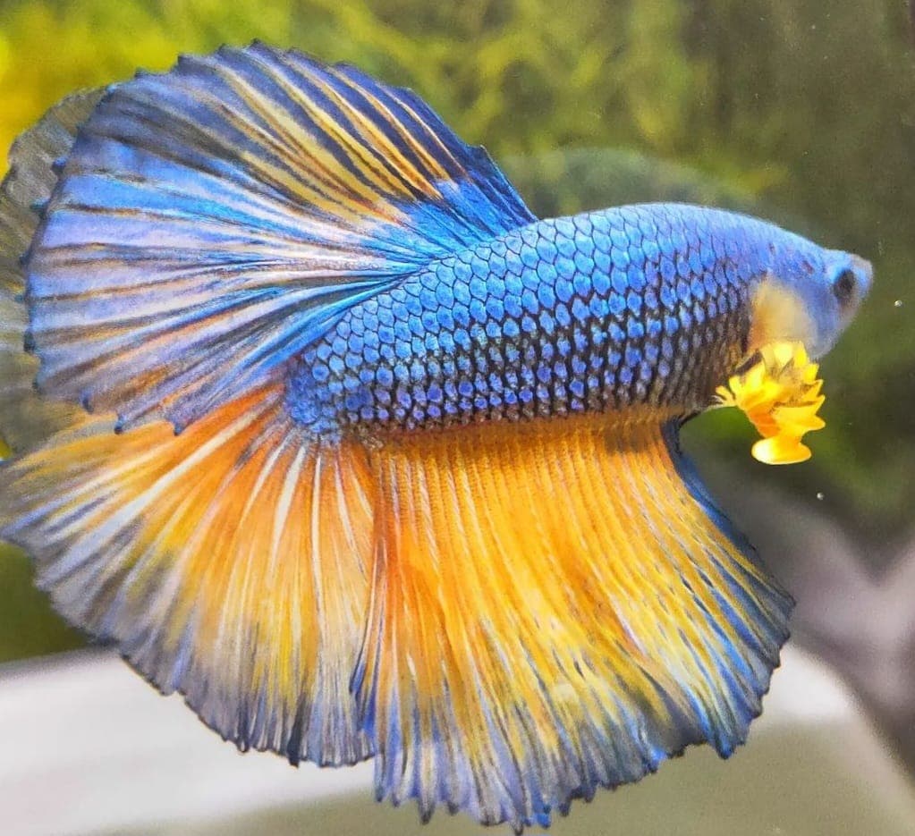 Yakamoz Akvaryum balıkları yakın çekim