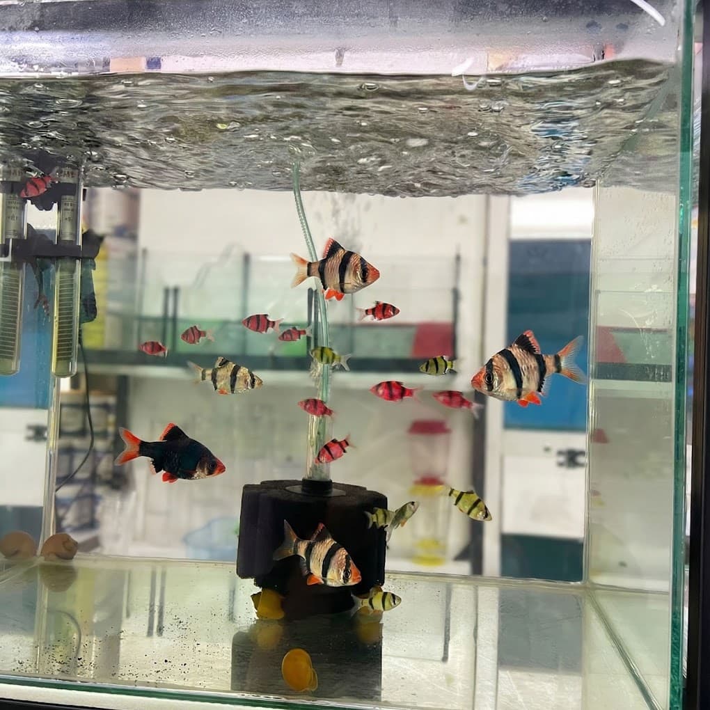 Tokat Yakamoz Petshop akvaryum balıkları