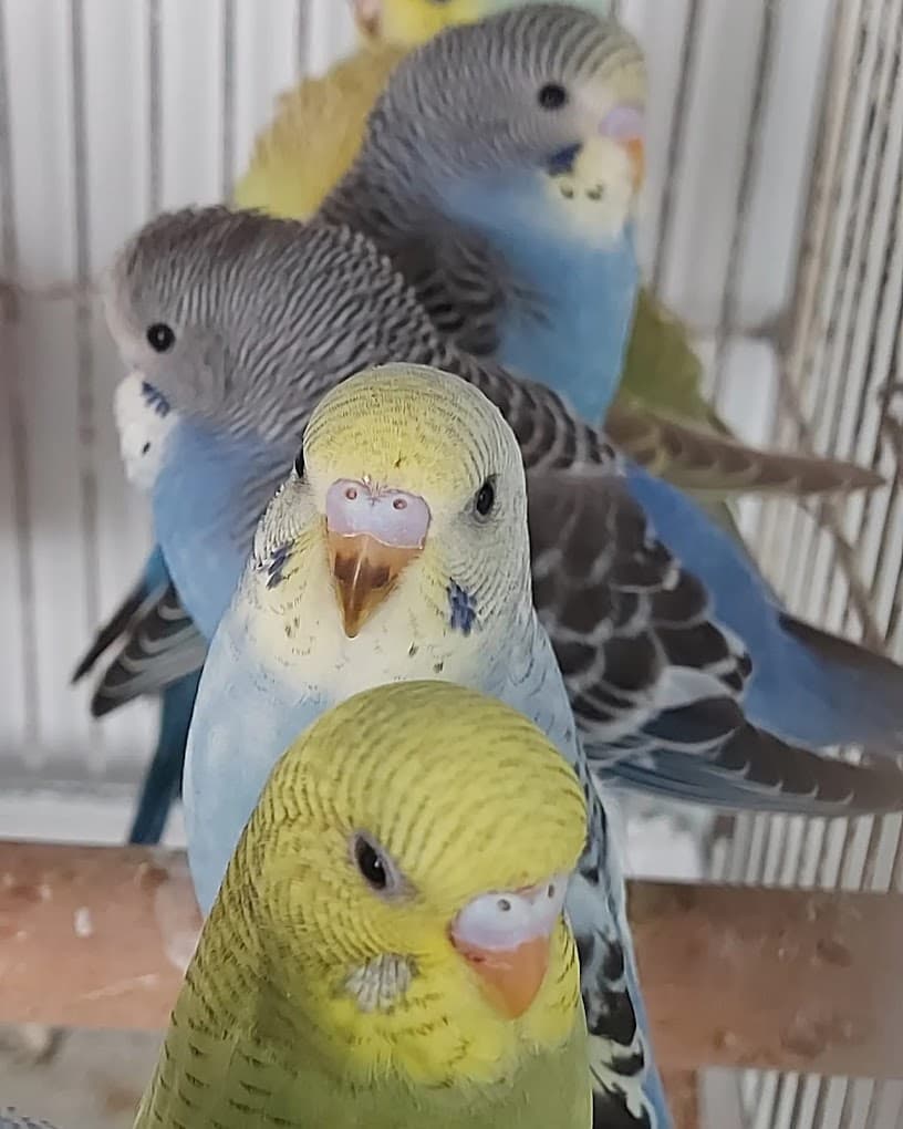 Muhabbet kuşları Yakamoz Petshop Tokat