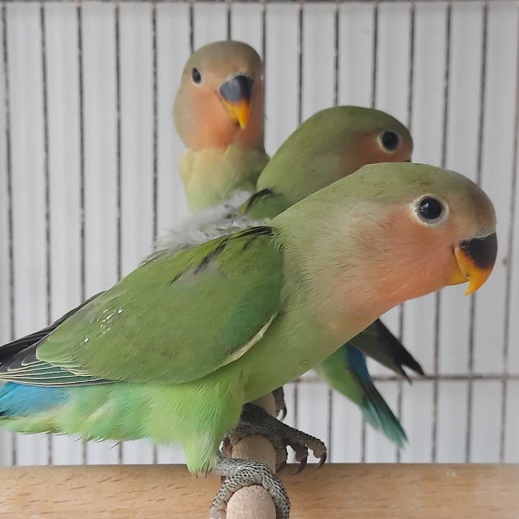 Papağanlar Yakamoz Petshop Tokat