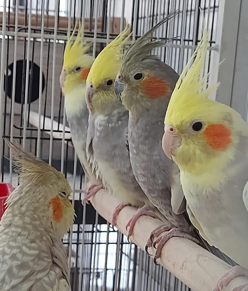 Sultan papağanları Tokat Yakamoz Petshop