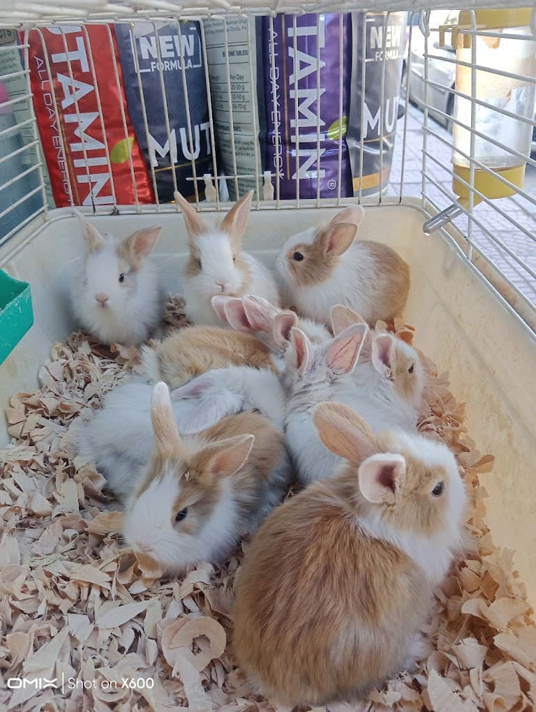 Tavşanlar ve küçük dost ürünleri Tokat